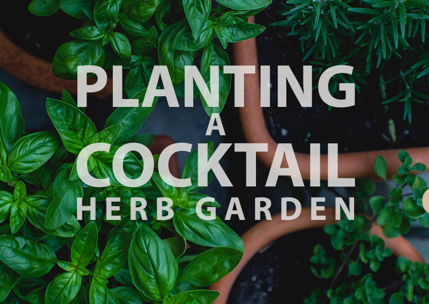 PLANT A COCKTAIL HERB GARDEN  Cask Store